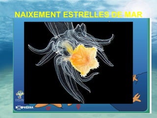 NAIXEMENT ESTRELLES DE MAR 