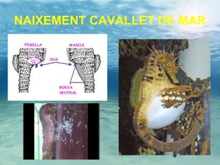 NAIXEMENT CAVALLET DE MAR 