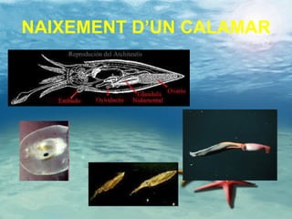 NAIXEMENT D’UN CALAMAR 