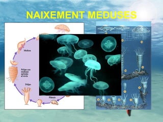 NAIXEMENT MEDUSES 
