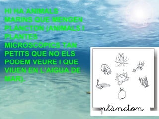 HI HA ANIMALS MARINS QUE MENGEN PLÀNCTON (ANIMALS I PLANTES MICROSCÒPICS TAN  PETITS QUE NO ELS PODEM VEURE I QUE VIUEN EN L'AIGUA DE MAR). 