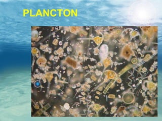 PLANCTON 