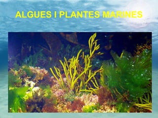 ALGUES I PLANTES MARINES 