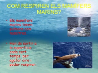 COM RESPIREN ELS MAMÍFERS MARINS? Els mamífers marins tenen pulmons com nosaltres. Han de sortir a la superfície cada cert temps  per agafar aire i poder respirar. 