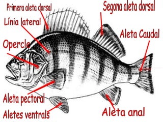 Primera aleta dorsal Segona aleta dorsal Aleta Caudal Aleta anal Aletes ventrals Aleta pectoral Opercle  Línia lateral 
