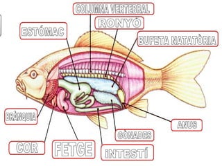 COR BRÀNQUIA ESTÓMAC FETGE RONYÓ BUFETA NATATÒRIA ANUS COLUMNA VERTEBRAL iNTESTÍ GÒNADES 