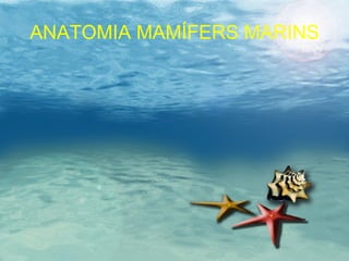 ANATOMIA MAMÍFERS MARINS 