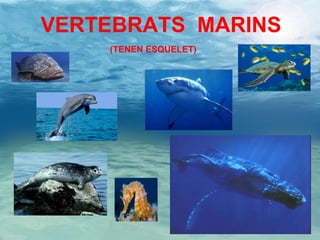 VERTEBRATS  MARINS   (TENEN ESQUELET) 