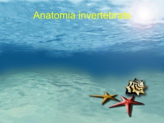 Anatomia invertebrats 