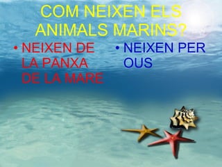 COM NEIXEN ELS ANIMALS MARINS? NEIXEN DE LA PANXA DE LA MARE NEIXEN PER OUS 