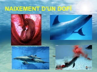 NAIXEMENT D'UN DOFÍ   