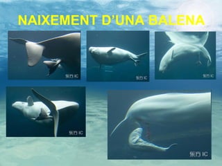 NAIXEMENT D’UNA BALENA 