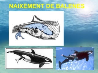NAIXEMENT DE BALENES 