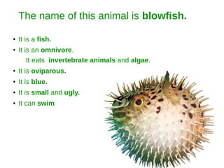 The name of this animal is blowfish.
● It is a fish.
● It is an omnivore.
It eats invertebrate animals and algae.
● It is oviparous.
● It is blue.
● It is small and ugly.
● It can swim
 