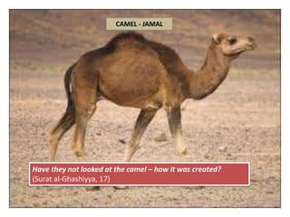 ANIMALS MENTIONED IN QURAN