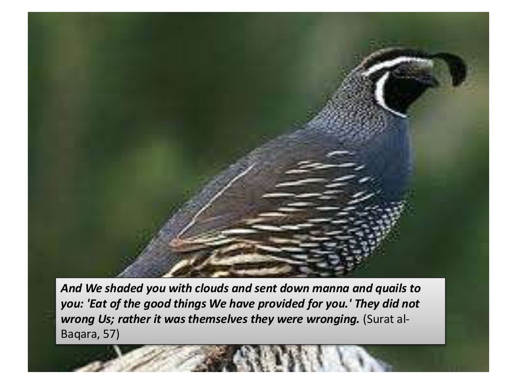 ANIMALS MENTIONED IN QURAN