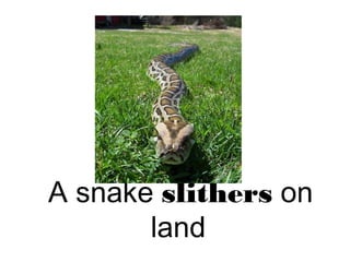 A snake slithers on
land