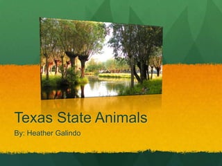 Texas State Animals By: Heather Galindo 