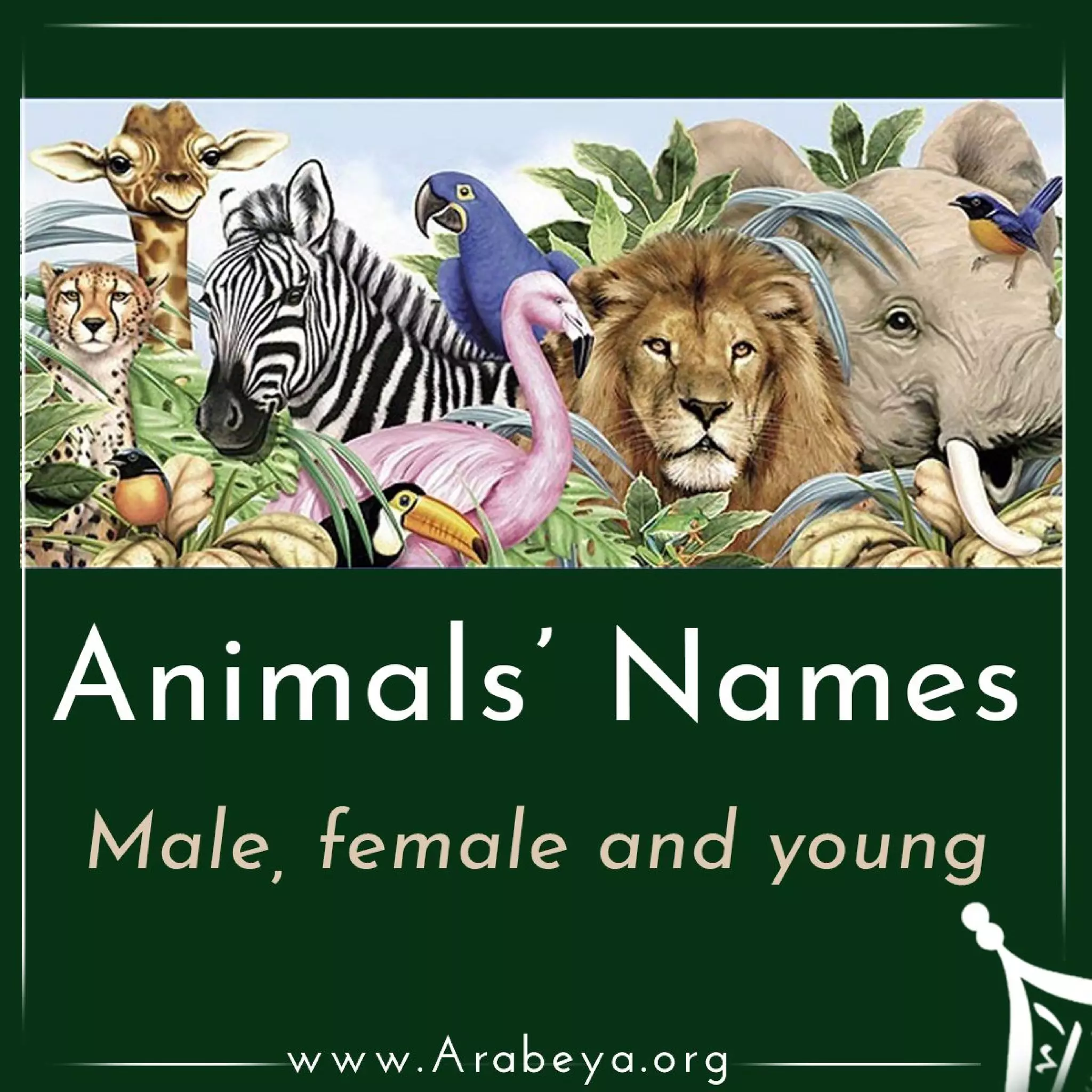 Animals' Names (males, females and young) | PDF