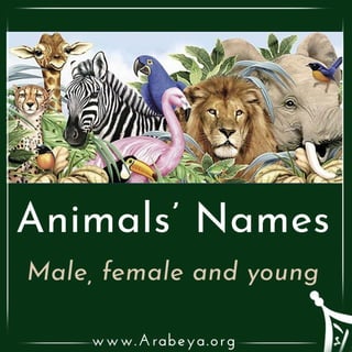 Animals' Names (males, females and young)