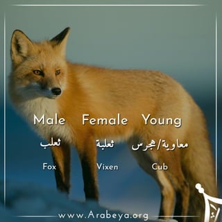 Animals Names Males Females And Young