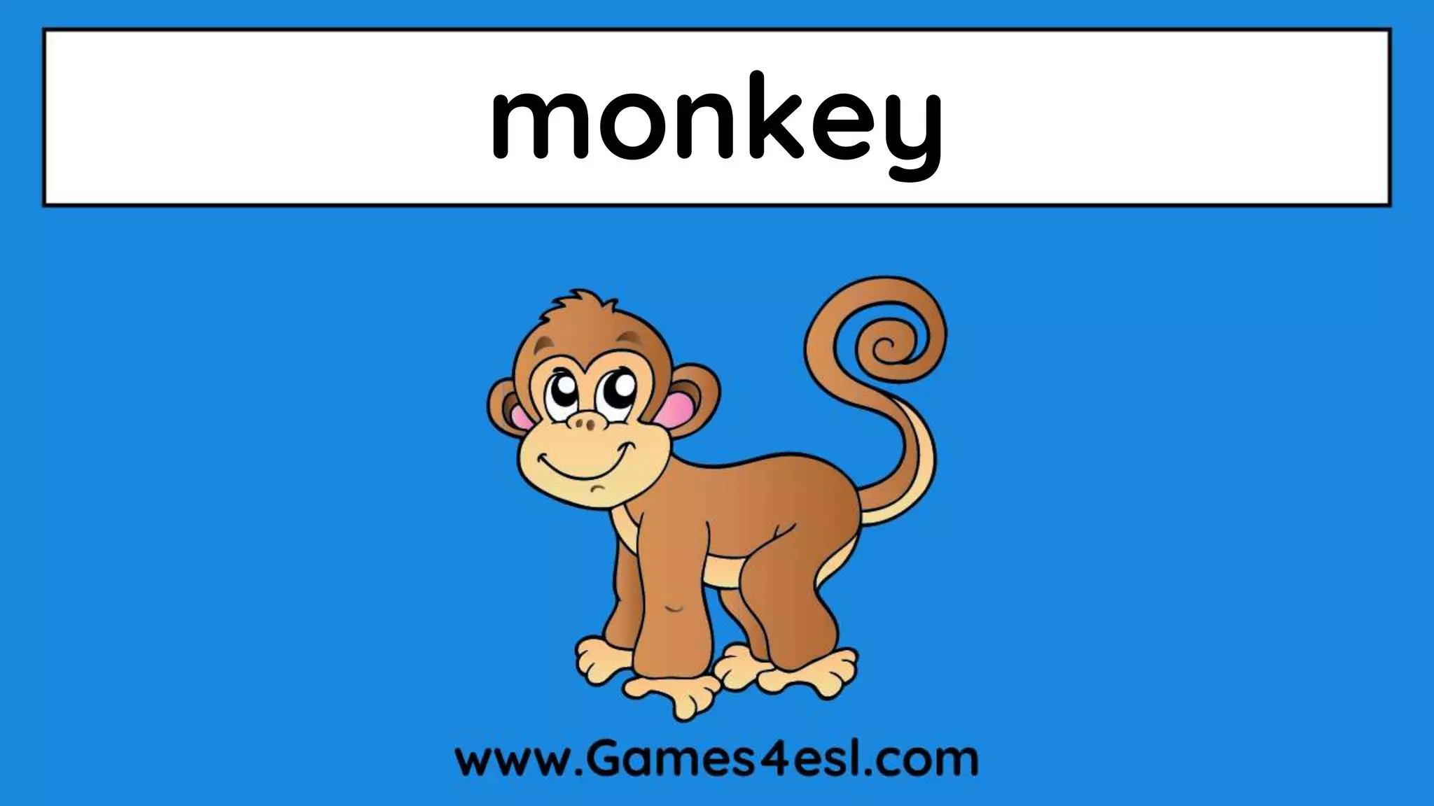 monkey