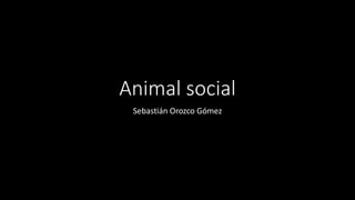 Animal social
Sebastián Orozco Gómez
 