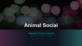 Animal Social
Sebastián Orozco Gómez
 