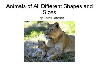 Animals of All Different Shapes and Sizes by Christi Johnson 