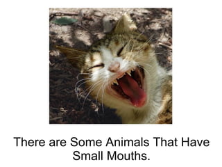 Animals of all different shapes and sizes | PPT