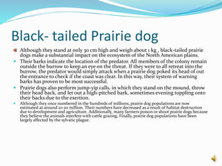Black- tailed Prairie dog
Although they stand at only 30 cm high and weigh about 1 kg , black-tailed prairie
dogs make a substantial impact on the ecosystem of the North American plains.
 Their barks indicate the location of the predator. All members of the colony remain
outside the burrow to keep an eye on the threat. If they were to all retreat into the
burrow, the predator would simply attack when a prairie dog poked its head of out
the entrance to check if the coast was clear. In this way, their system of warning
barks has proven to be most successful.
 Prairie dogs also perform jump-yip calls, in which they stand on the mound, throw
their head back, and let out a high-pitched bark, sometimes evening toppling onto
their backs due to the exertion.
 Although they once numbered in the hundreds of millions, prairie dog populations are now
estimated at around 10-20 million. Their numbers have decreased as a result of habitat destruction
due to development and agriculture. Additionally, many farmers poison or shoot prairie dogs because
they believe the animals interfere with cattle grazing. Finally, prairie dog populations have been
largely affected by the sylvatic plague.
 