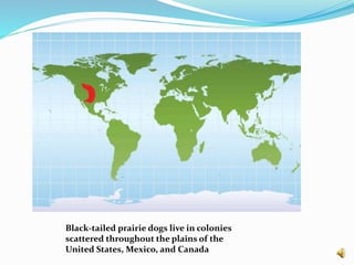 Black-tailed prairie dogs live in colonies
scattered throughout the plains of the
United States, Mexico, and Canada
 