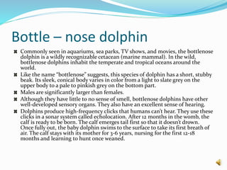 Bottle – nose dolphin
Commonly seen in aquariums, sea parks, TV shows, and movies, the bottlenose
dolphin is a wildly recognizable cetacean (marine mammal). In the wild,
bottlenose dolphins inhabit the temperate and tropical oceans around the
world.
Like the name “bottlenose” suggests, this species of dolphin has a short, stubby
beak. Its sleek, conical body varies in color from a light to slate grey on the
upper body to a pale to pinkish grey on the bottom part.
Males are significantly larger than females.
Although they have little to no sense of smell, bottlenose dolphins have other
well-developed sensory organs. They also have an excellent sense of hearing.
Dolphins produce high-frequency clicks that humans can’t hear. They use these
clicks in a sonar system called echolocation. After 12 months in the womb, the
calf is ready to be born. The calf emerges tail first so that it doesn’t drown.
Once fully out, the baby dolphin swims to the surface to take its first breath of
air. The calf stays with its mother for 3-6 years, nursing for the first 12-18
months and learning to hunt once weaned.
 