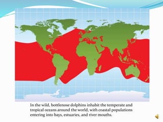In the wild, bottlenose dolphins inhabit the temperate and
tropical oceans around the world, with coastal populations
entering into bays, estuaries, and river mouths.
 