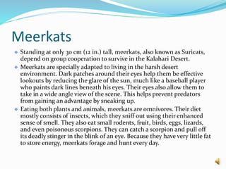 Meerkats
Standing at only 30 cm (12 in.) tall, meerkats, also known as Suricats,
depend on group cooperation to survive in the Kalahari Desert.
Meerkats are specially adapted to living in the harsh desert
environment. Dark patches around their eyes help them be effective
lookouts by reducing the glare of the sun, much like a baseball player
who paints dark lines beneath his eyes. Their eyes also allow them to
take in a wide angle view of the scene. This helps prevent predators
from gaining an advantage by sneaking up.
Eating both plants and animals, meerkats are omnivores. Their diet
mostly consists of insects, which they sniff out using their enhanced
sense of smell. They also eat small rodents, fruit, birds, eggs, lizards,
and even poisonous scorpions. They can catch a scorpion and pull off
its deadly stinger in the blink of an eye. Because they have very little fat
to store energy, meerkats forage and hunt every day.
 