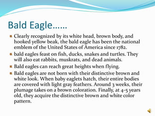 Bald Eagle……
Clearly recognized by its white head, brown body, and
hooked yellow beak, the bald eagle has been the national
emblem of the United States of America since 1782.
bald eagles feast on fish, ducks, snakes and turtles. They
will also eat rabbits, muskrats, and dead animals.
Bald eagles can reach great heights when flying.
Bald eagles are not born with their distinctive brown and
white look. When baby eaglets hatch, their entire bodies
are covered with light gray feathers. Around 3 weeks, their
plumage takes on a brown coloration. Finally, at 4-5 years
old, they acquire the distinctive brown and white color
pattern.
 