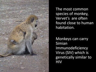 Simiar Monkey Animals Of Kenya | PPTX