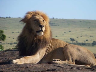 Animals Of Kenya | PPTX