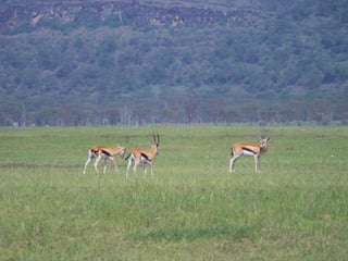 Animals Of Kenya