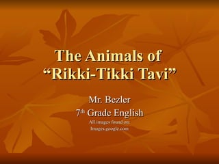 The Animals of  “Rikki-Tikki Tavi” Mr. Bezler 7 th  Grade English All images found on: Images.google.com 