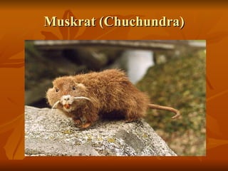 The Animals Of Rikki Tikki Tavi