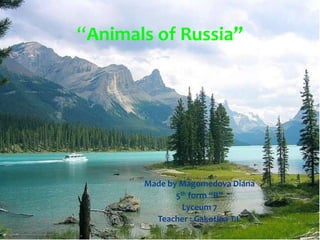 “Animals of Russia”

Made by Magomedova Diana
5th form “B”
Lyceum 7
Teacher : Gakotina T.I.

 