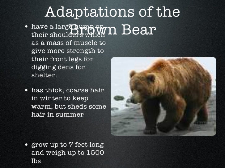 Animals Of The Deciduous Forest2