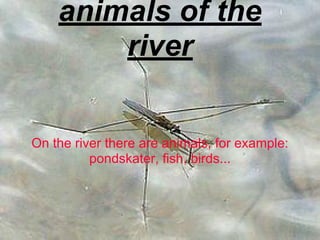 animals of the
river
On the river there are animals, for example:
pondskater, fish, birds...
 