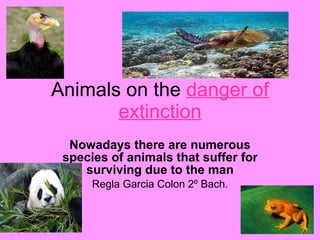 Animals on the  danger of extinction Nowadays there are numerous species of animals that suffer for surviving due to the man Regla Garcia Colon 2º Bach. 