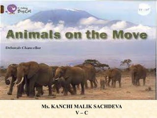ANIMALS ON THE MOVE
Ms. KANCHI MALIK SACHDEVA
V – C
 