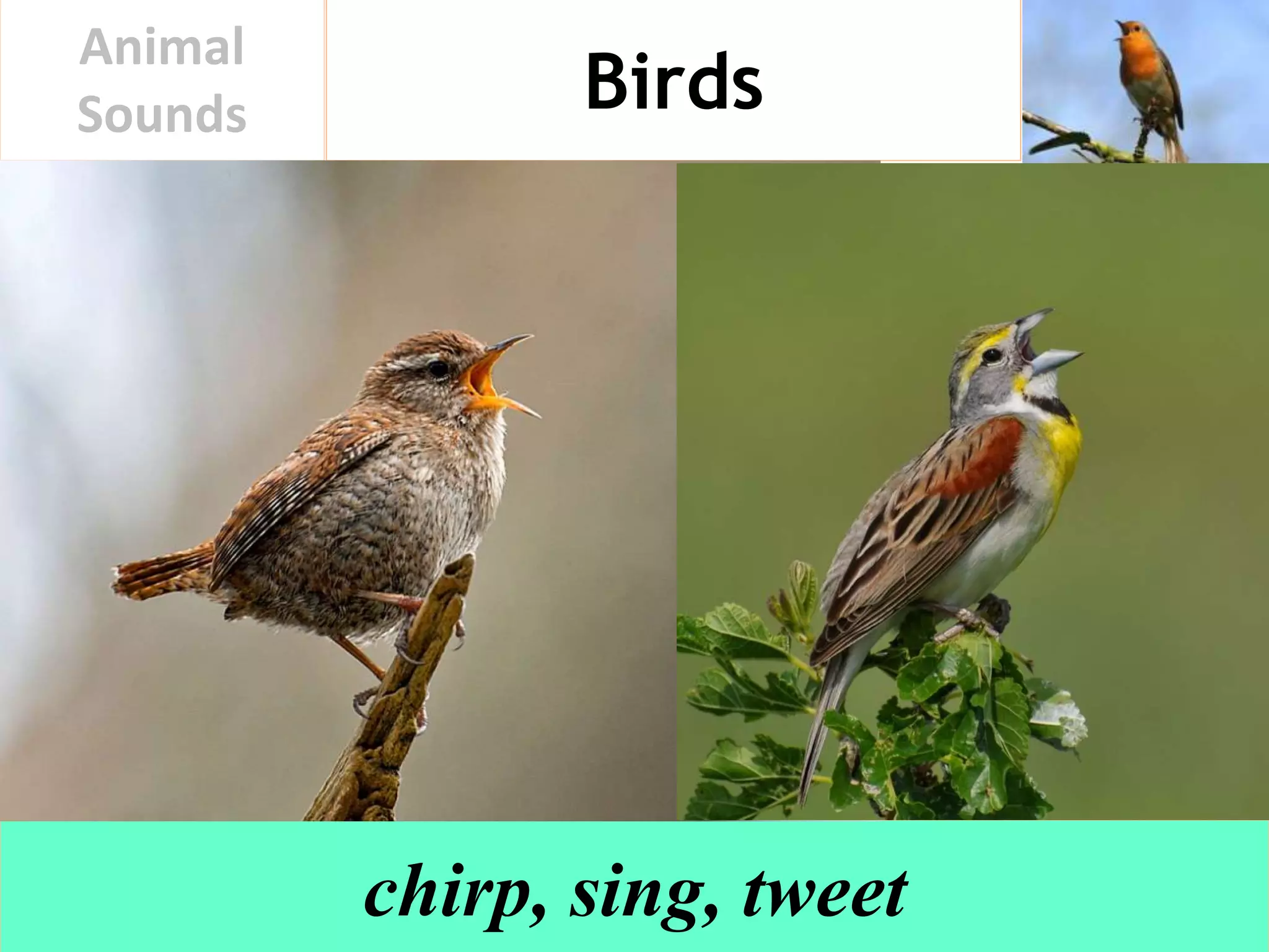 Animal Sounds | PPTX