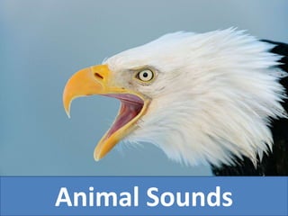 Animal Sounds
 