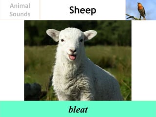 Animal Sounds | PPTX