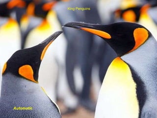 King Penguins Automatic 